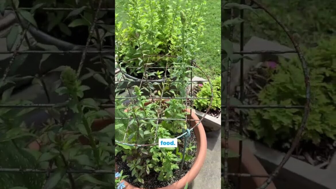 My container cutting garden has proven to be perfect for keeping fresh beautiful cut flowers on my