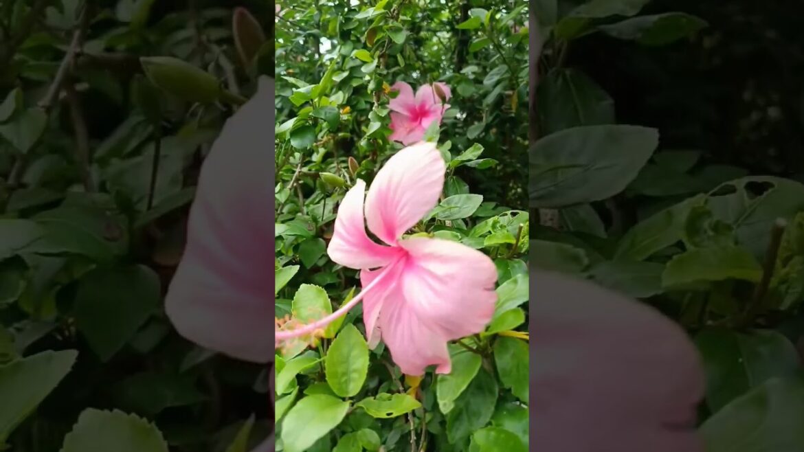 home garden #plantlovers #kitchengarden #shorts #youtubeshorts#motivation #trending#homegardening home garden #plantlovers #kitchengarden #shorts #youtubeshorts#motivation #trending#homegardening
