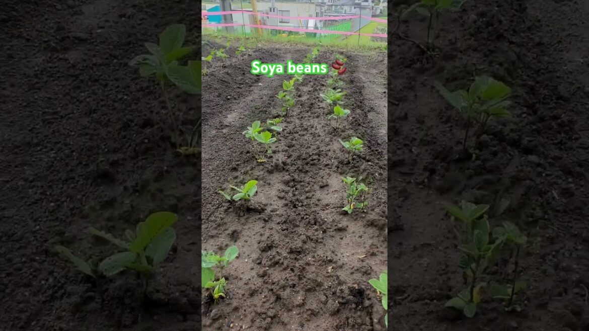 SOYA BEANS FARMING #farming #homegardening #vegetablegardening #vegetablegrowing #plants #shorts SOYA BEANS FARMING #farming #homegardening #vegetablegardening #vegetablegrowing #plants #shorts