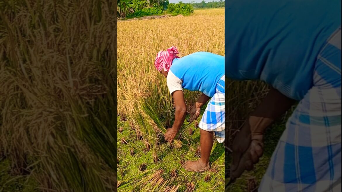 Golden Moments of Paddy Harvest 🌾💛 #shorts Golden Moments of Paddy Harvest 🌾💛 #shorts