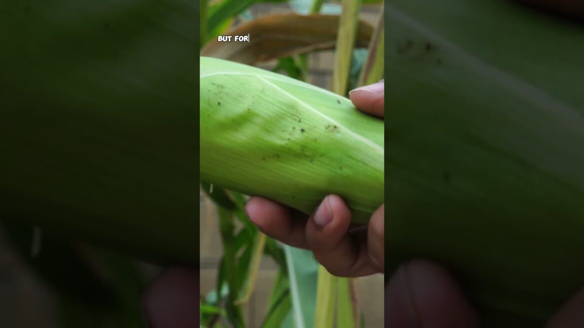 How to Grow & Harvest Corn 🌽 – Backyard Gardening Made Easy!