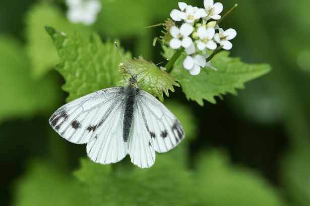 Butterfly