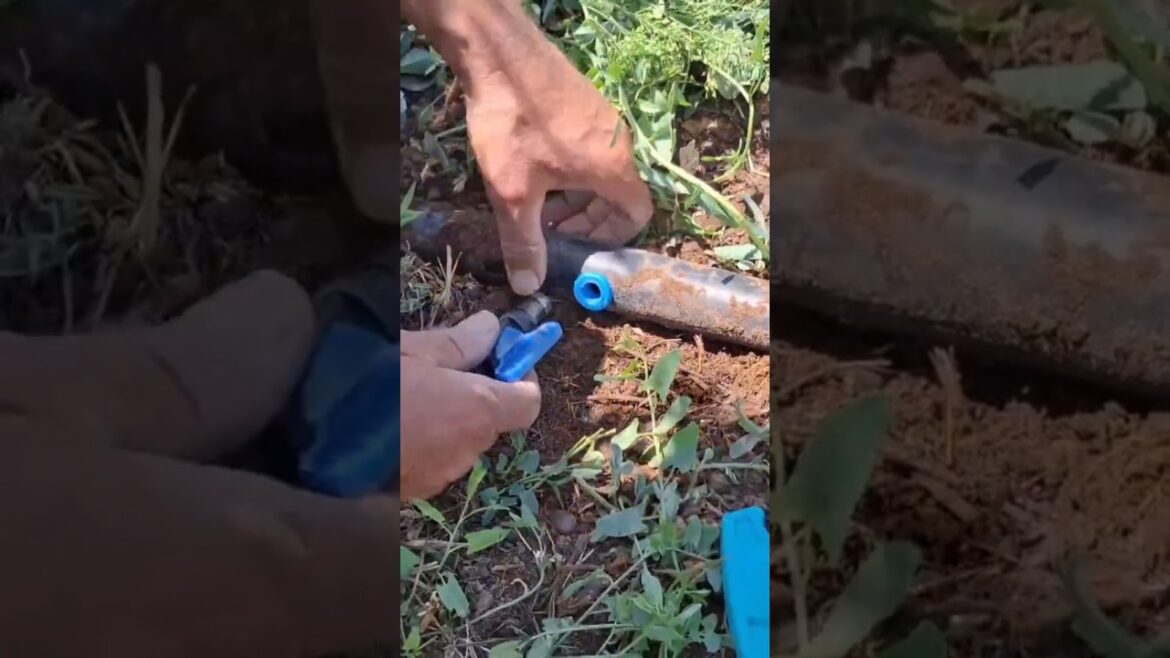 Setting drip irrigation system #short #shorts #trending #dripirrigation #experiment #irrigationtech Setting drip irrigation system #short #shorts #trending #dripirrigation #experiment #irrigationtech