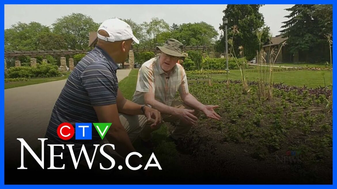 Gardening tips | Get Gardening with Gary Archibald and Sandy MacDonald: June 13, 2025