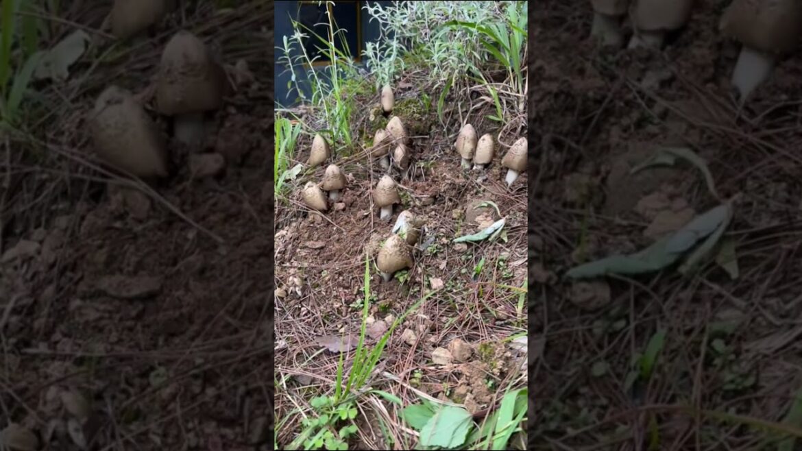 The growth of mushrooms #nature #plants #mushroom #shorts #shortvideo