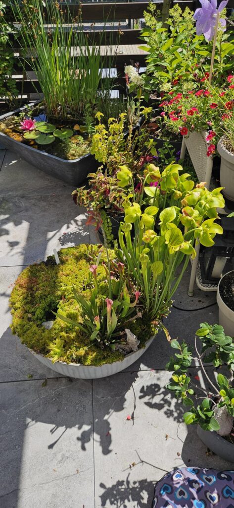 My little sphagnum moss garden