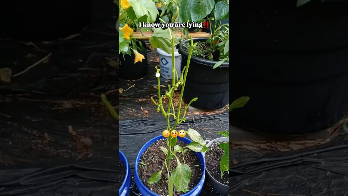 Garden Chronicles Horn Worm | Container Garden | Small Space Gardening #garden #containergardening