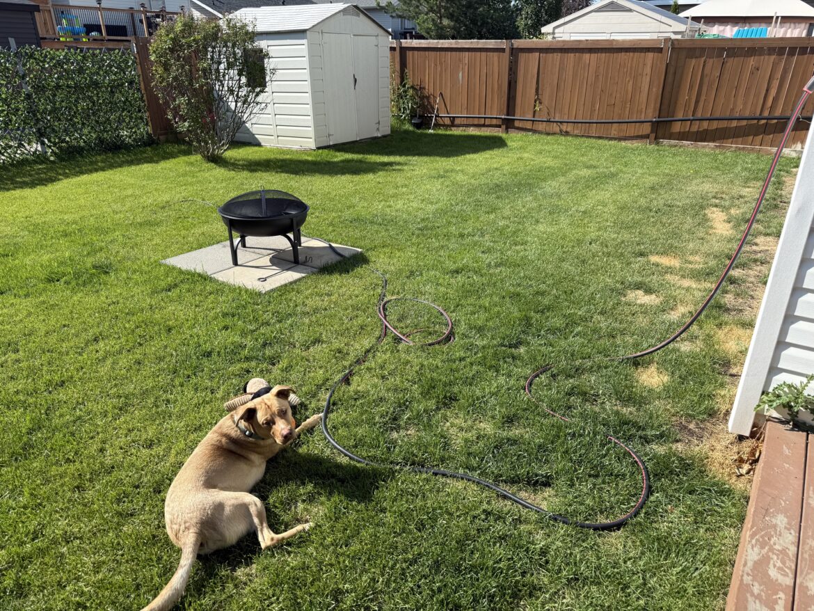 Why is my grass dying beside my foundation? Northern Alberta, CAN