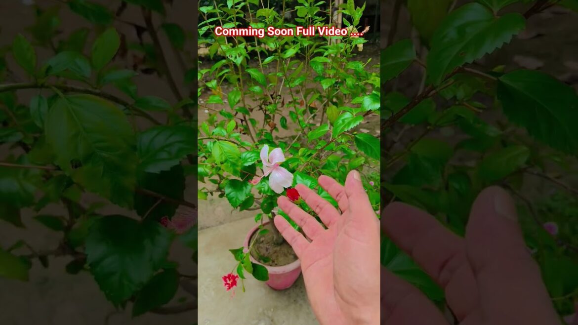 ফুল নিয়ে টিকটিক #gardening #youtubeshorts #UpdateGardening #garden #youtubeshort #flowers #rose