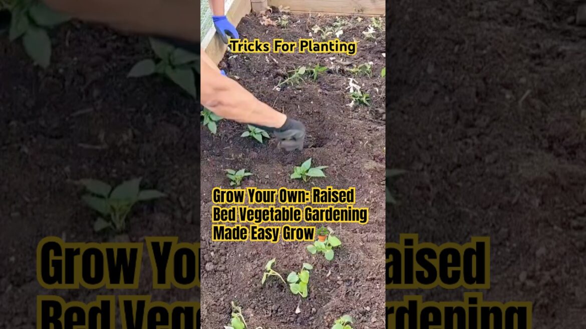 Grow Your Own: Raised Bed Vegetable Gardening Made Easy #garden #gardening #veggies #shorts #nature