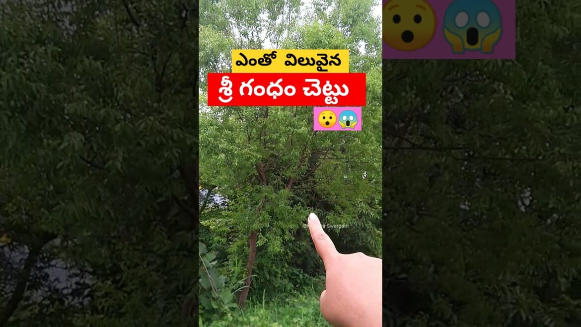 శ్రీ గంధం చెట్టు 🌳🌲🎋Sandal wood #agriculture #gardening #vegetables #harvest #gardenideas