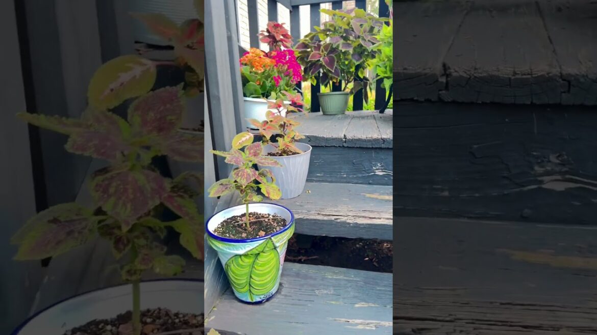 GARDEN: #coleus #pottedplants #containergardening  #porch #canna #garden #gardening