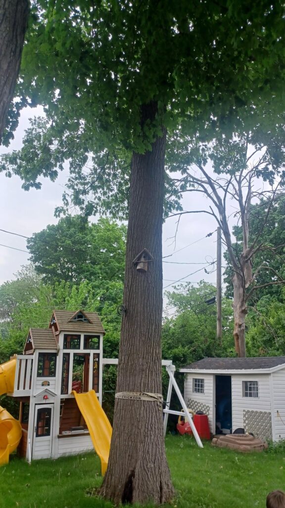 Red oak, slime flux?