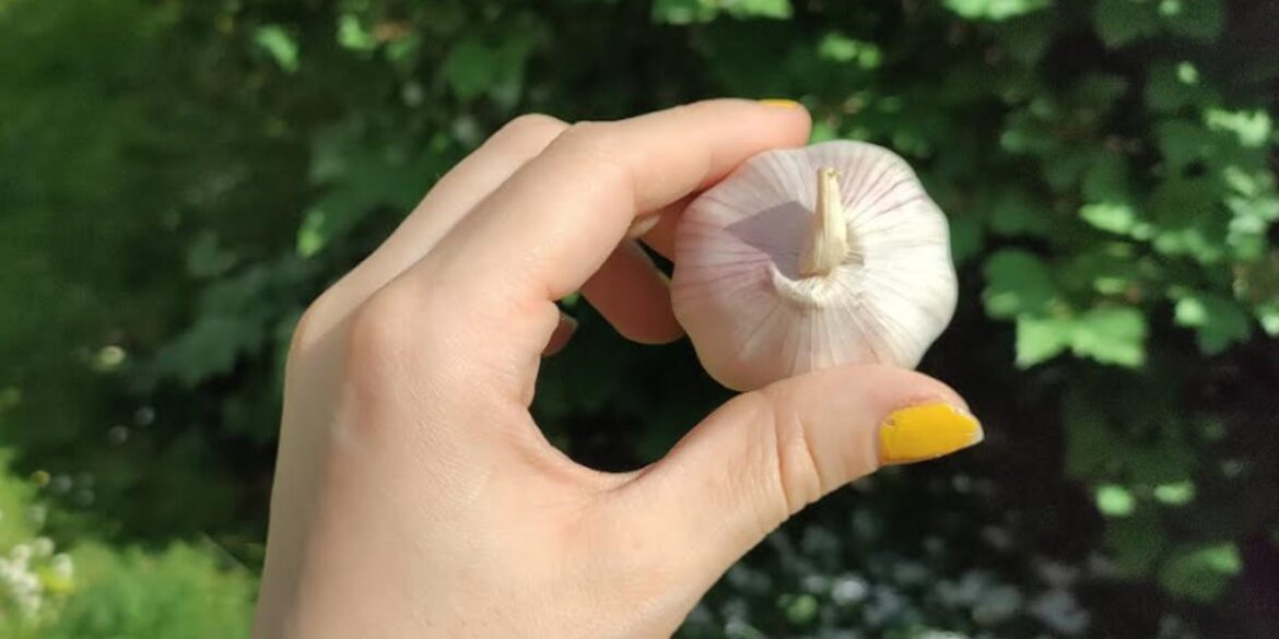 UK Gardeners Urged To Put Garlic In Plant Water 'Til October