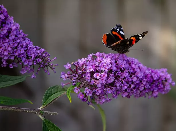 Butterfly