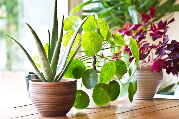 houseplants