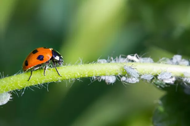 Ladybirds eat aphids, small white insects on plants