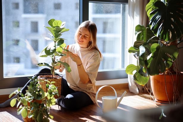 Close up of woman's hand spraying water on houseplants