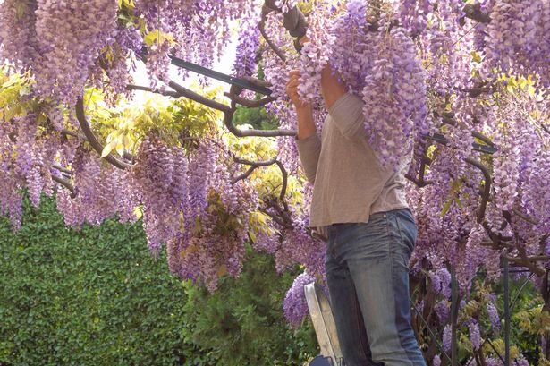 He is buried in the blossoms