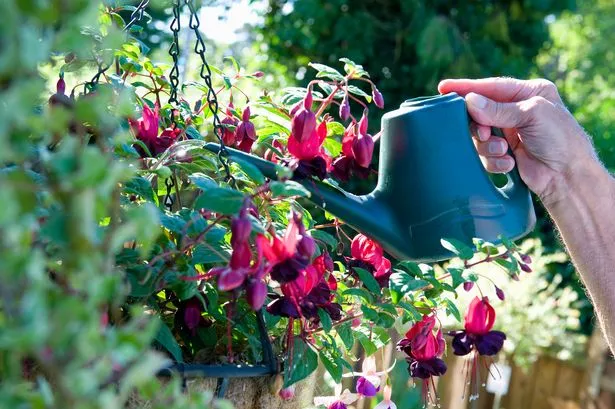A hanging basket of fuschias being watered