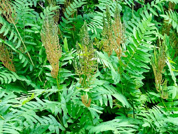 Royal fern
