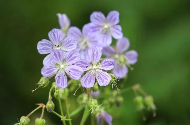 Lilac geraniums