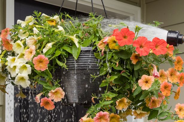 A hanging basket being watered