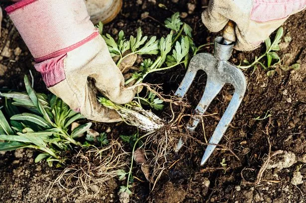 A close-up on a pair of hands using a fork to dig up weeds