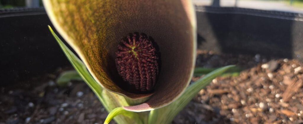 synandrospadix vermitoxicus flowering