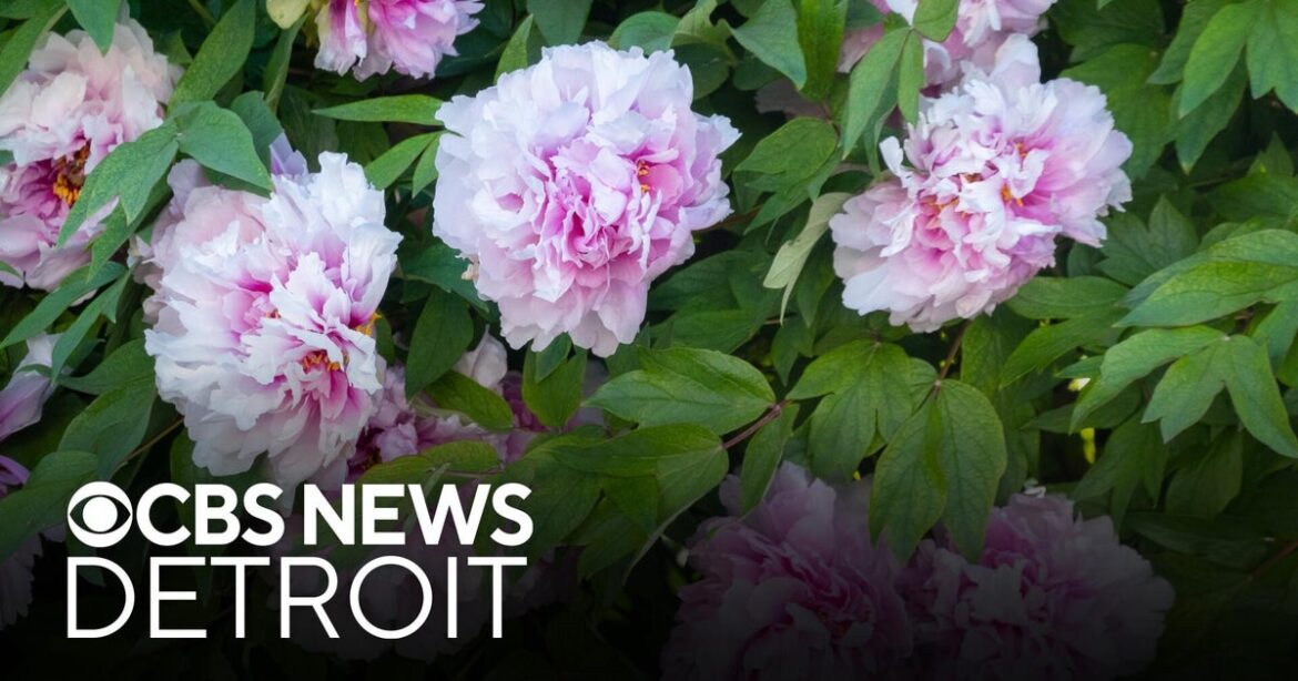 Peony garden at University of Michigan vandalized, director says