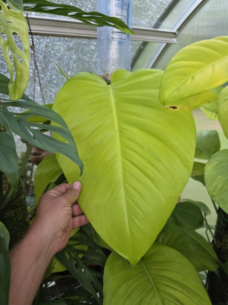 Some Epiprems that are showing out right now