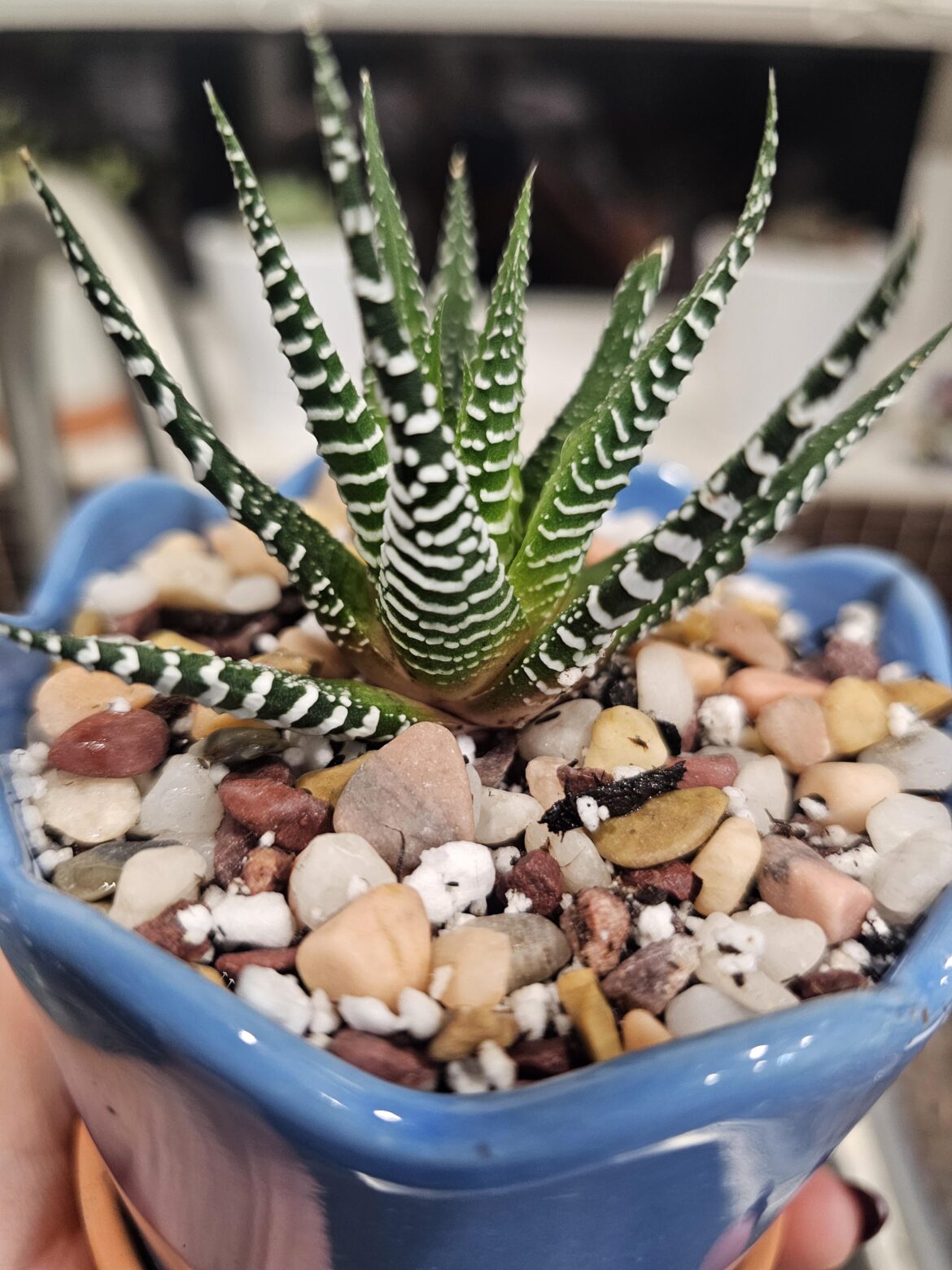 Is my zebra plant dying of root rot? How to remedy this.