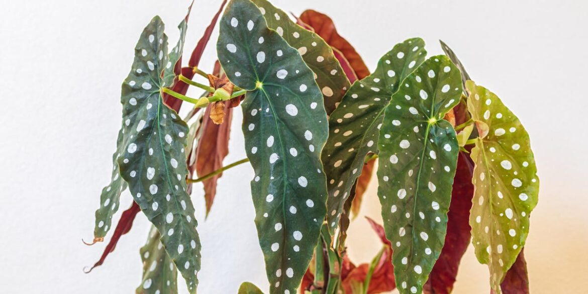 Why the Polka Dot Begonia Is a Plant-Lover's Dream and How to Care for It
