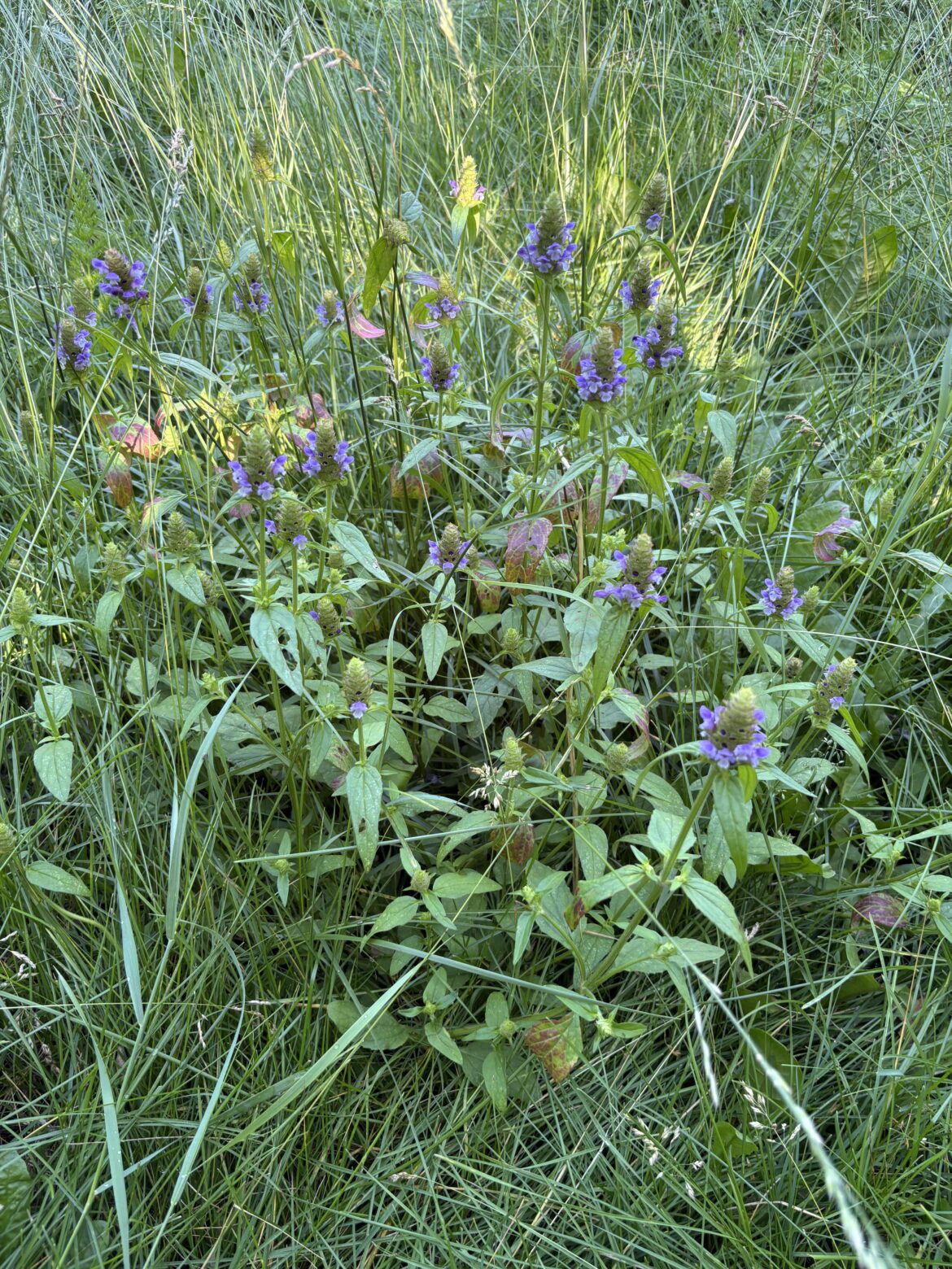 Purple prairie clover!