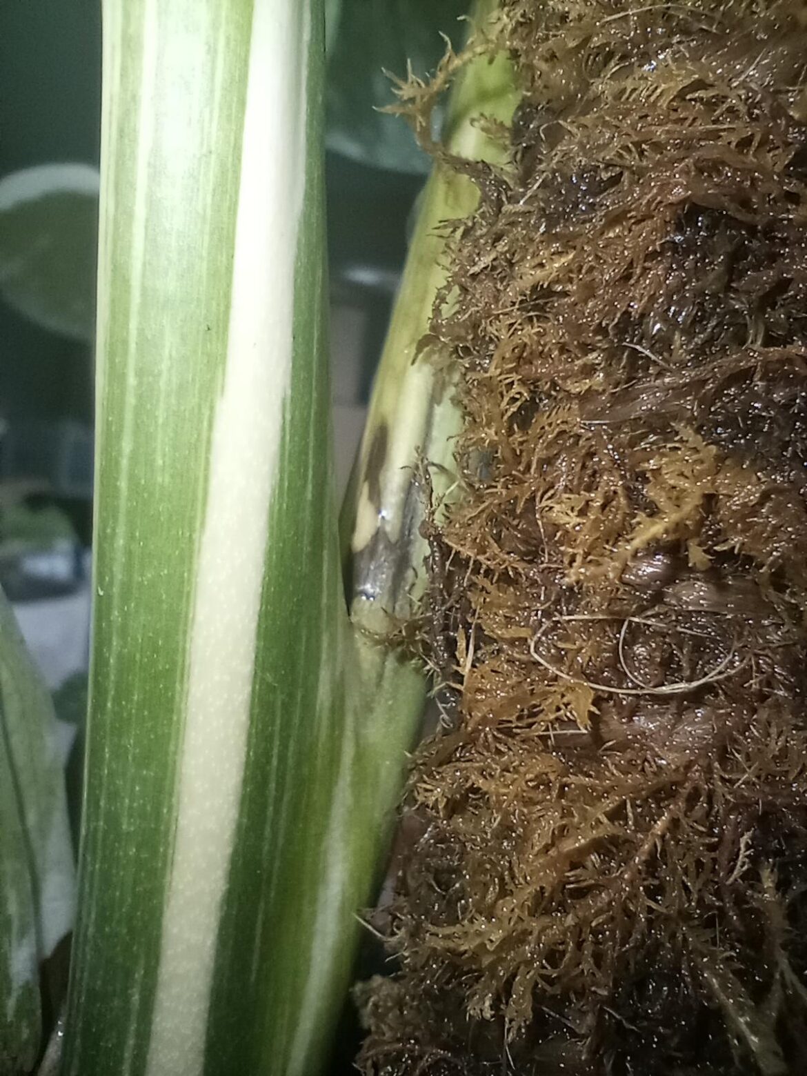 Is this rot?