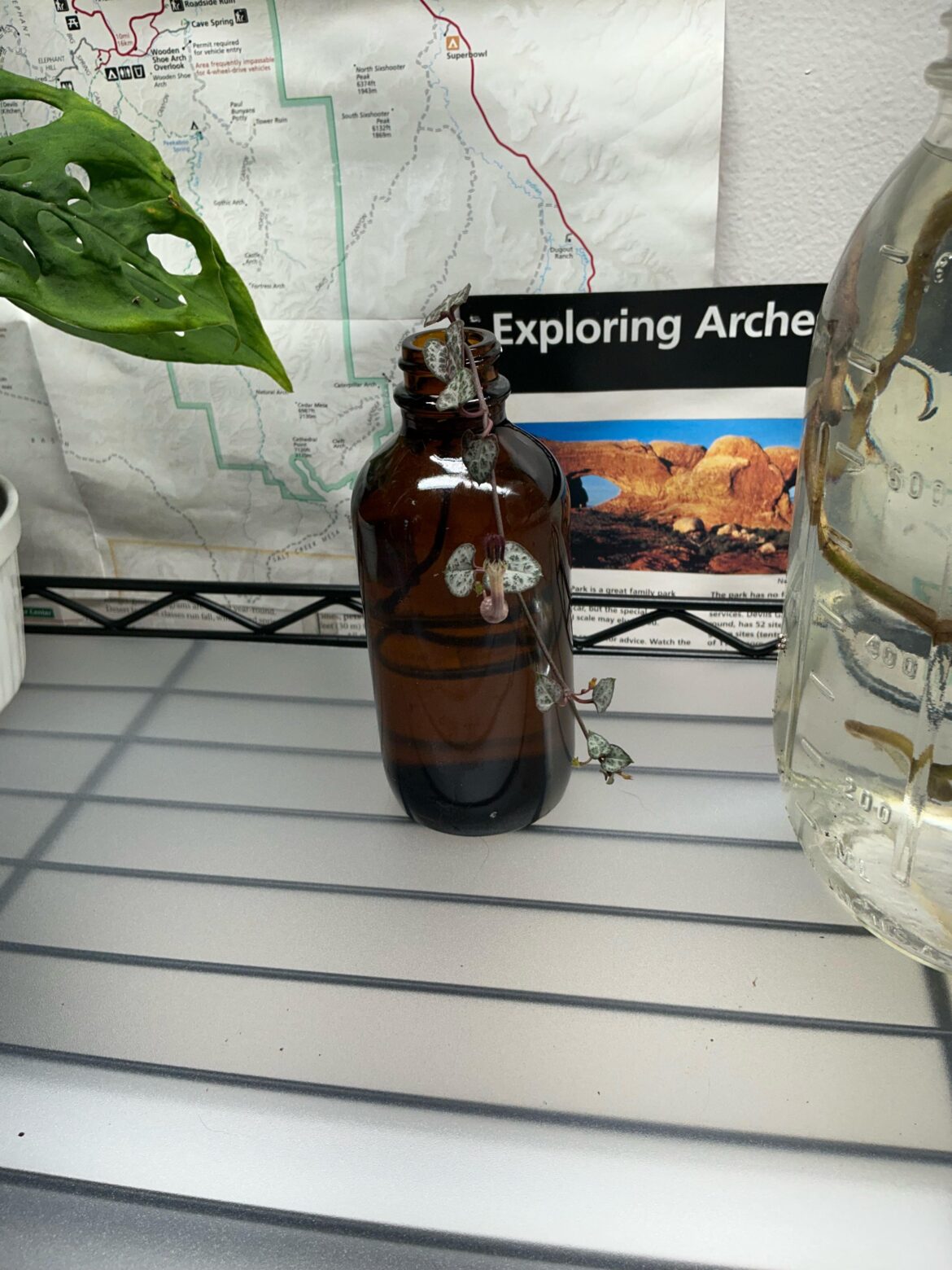 Water propping this SOH. No roots yet, but it did flower :)