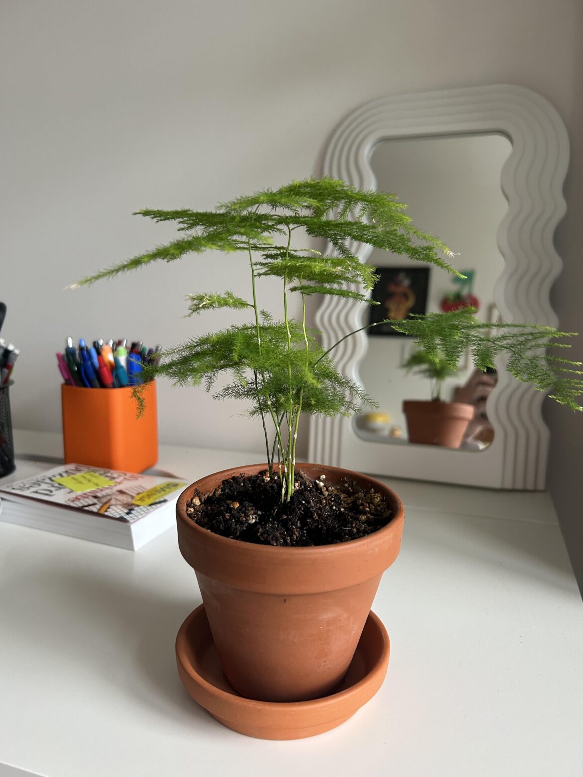 My favorite plant 😍