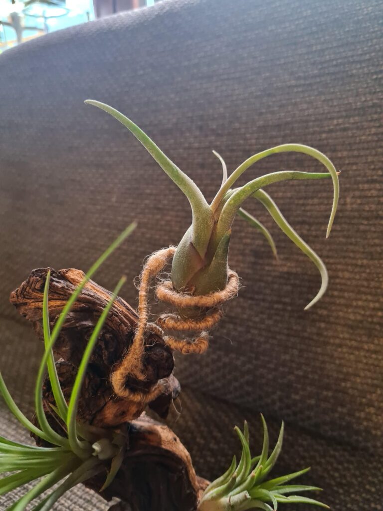 Made some holders from wire and jute twine