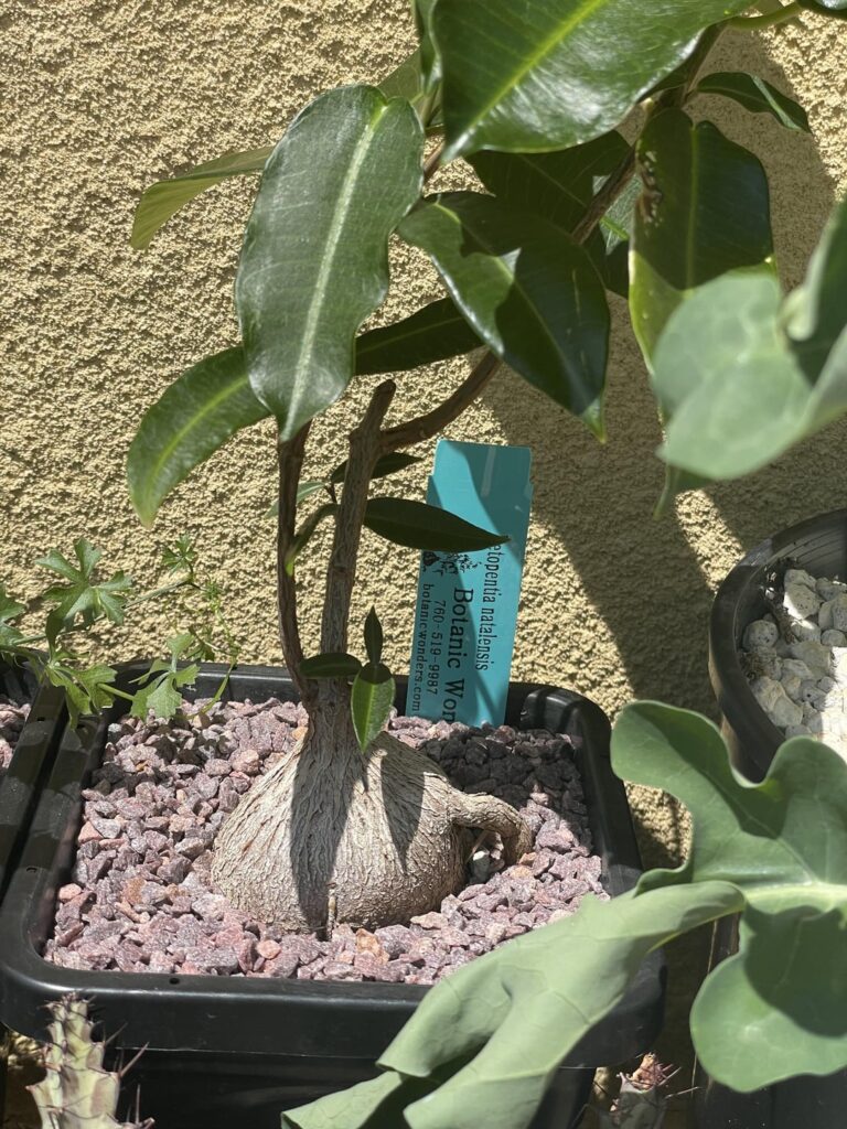 Petopentia natalensis