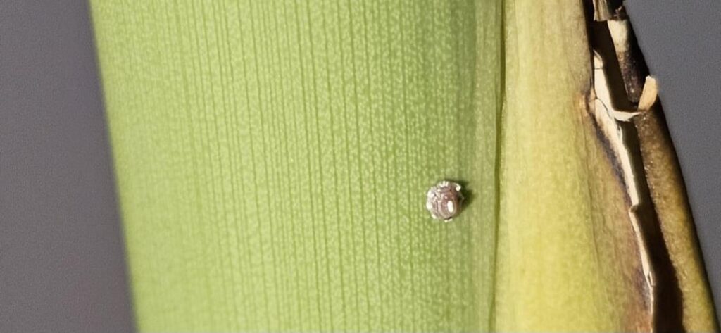 Are these scales? Nipple looking bugs on my strelitzia nicolai Are these scales? Nipple looking bugs on my strelitzia nicolai