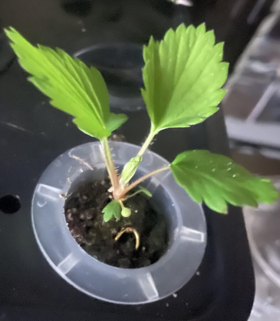 Strange strawberry seedling