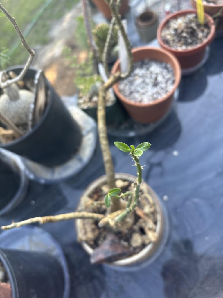 ID Needed - Some type of Euphorbia ?