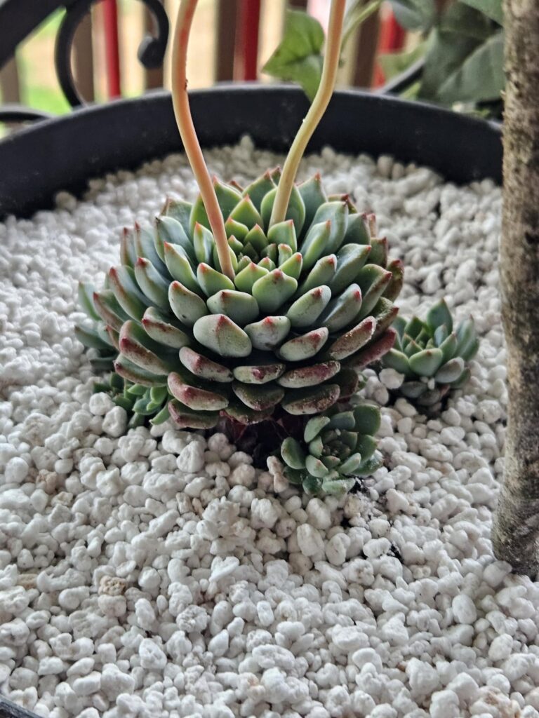 What am I?