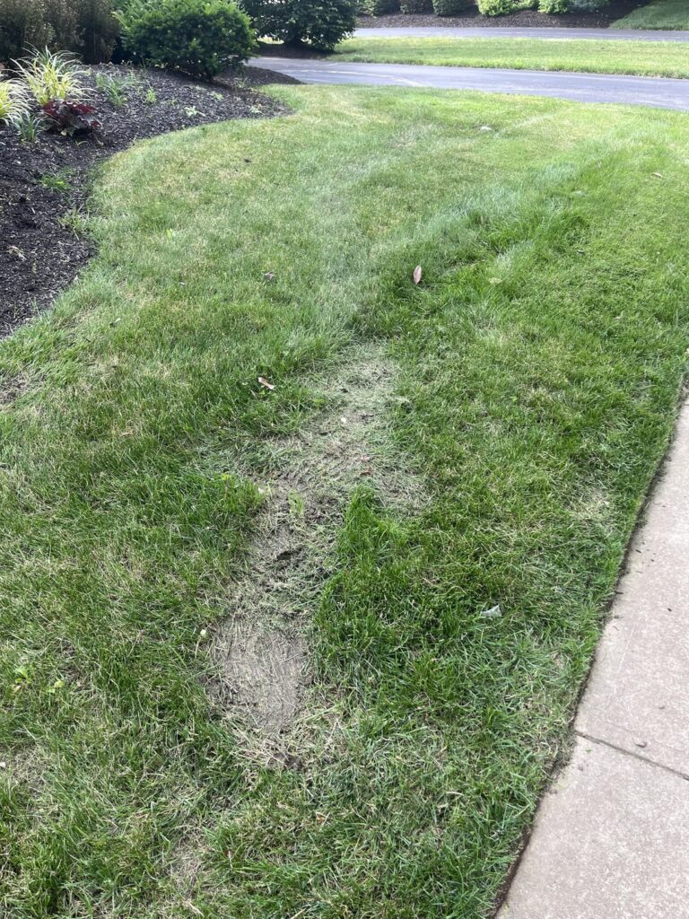 Professional lawn care. Am I overreacting or is this actually acceptable? Professional lawn care. Am I overreacting or is this actually acceptable?
