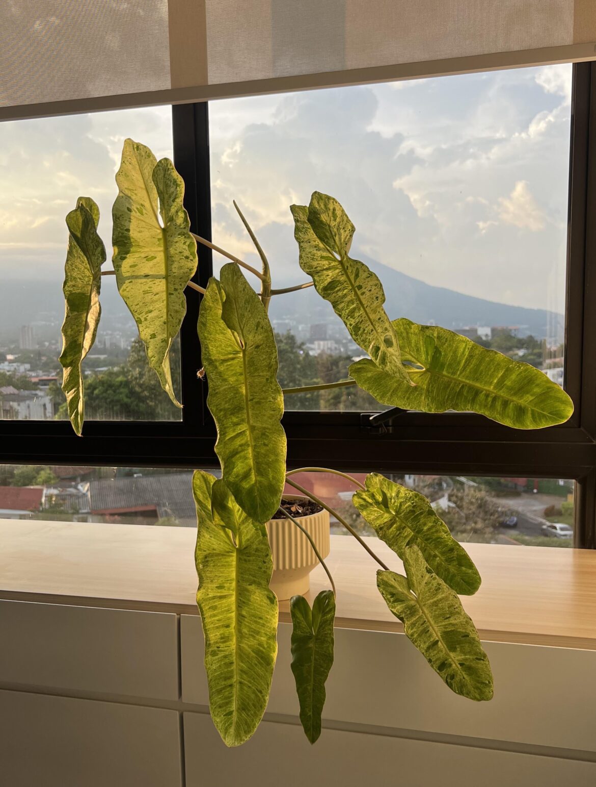 Philodendron Paraíso verde