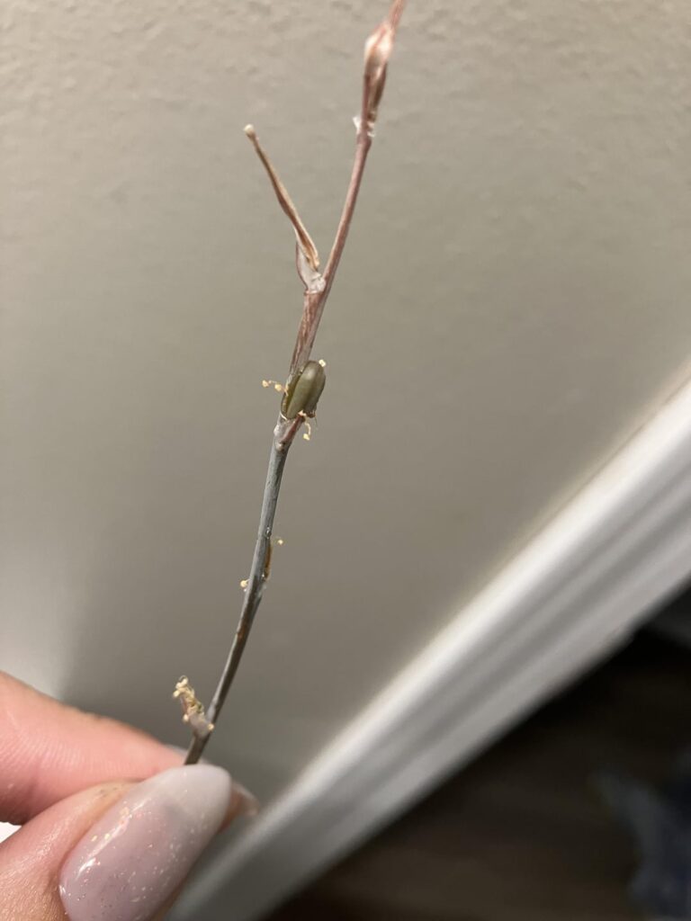 Did I successfully cross pollinate?! Did I successfully cross pollinate?!