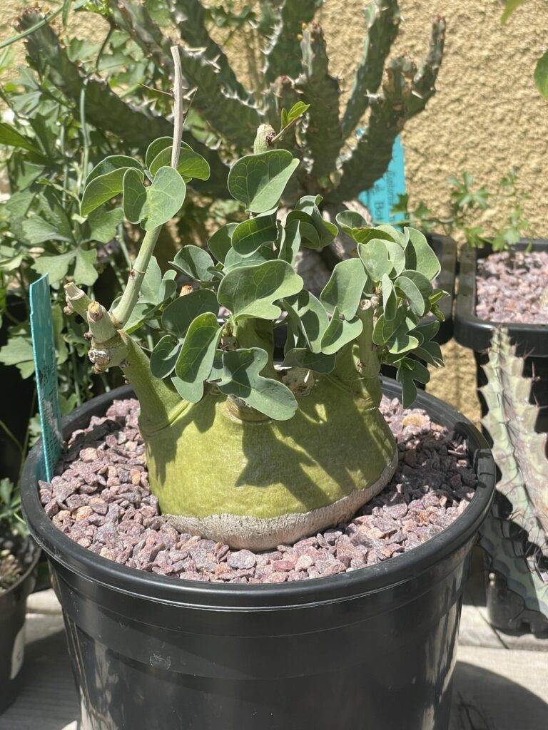 Finally, new growth on my Adenia spinosa!