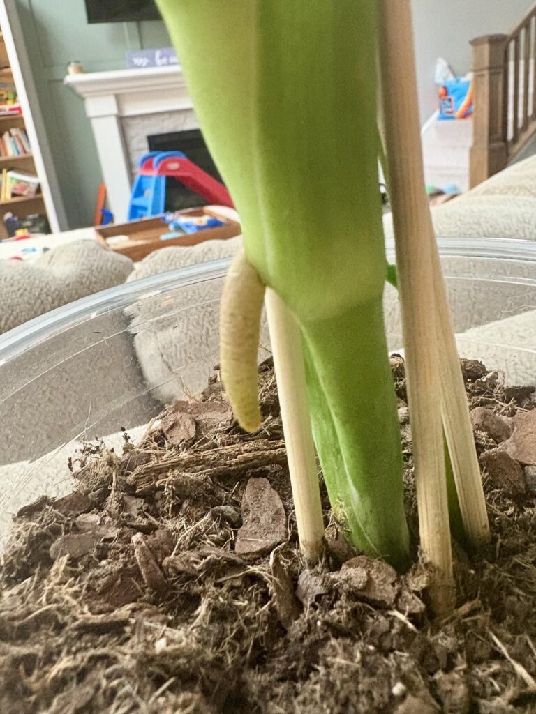 Is this a root growing out of my monstera? Lol