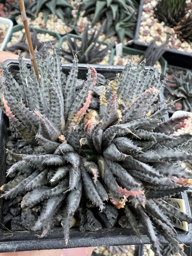 Haworthia chloracantha var subglauca