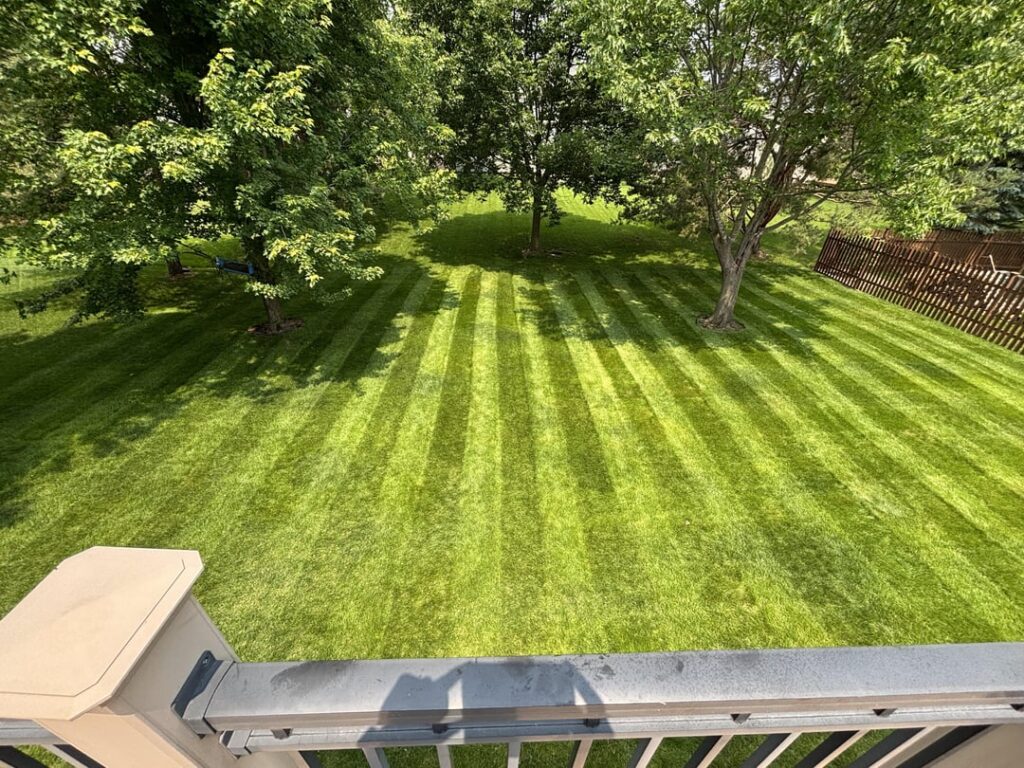 New back yard